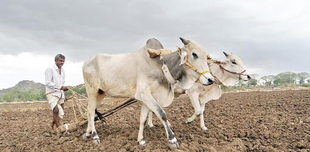Farmers in Warangal hope for a  bumper kharif this time