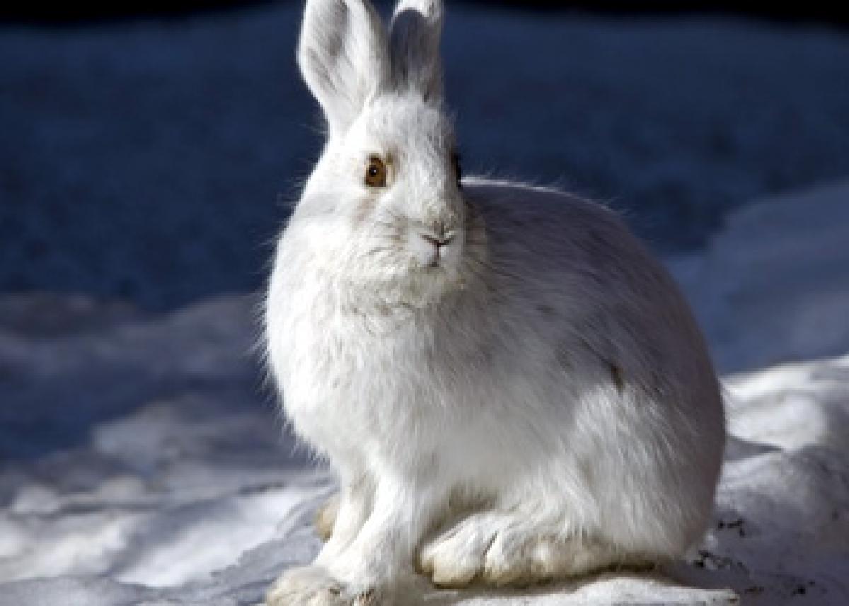 Asia and Europe were once connected, shows rabbits ancestor