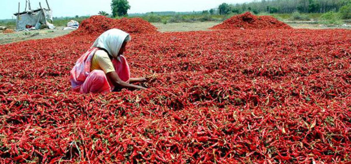 Traders force farmers to make distress sale of red chillis