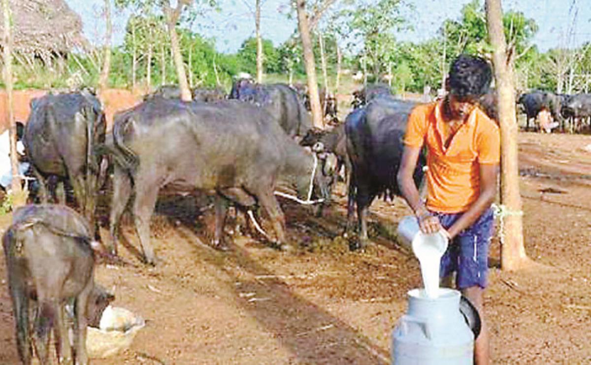 Dairy farming a boon for farmers