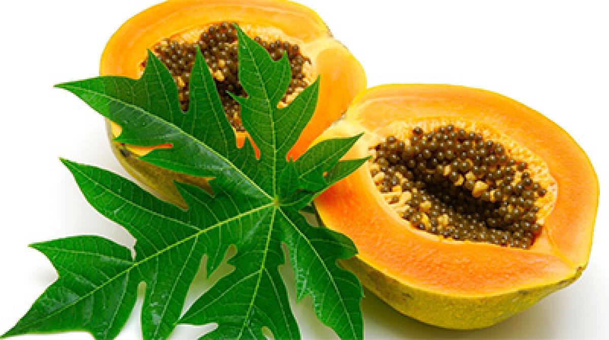 How papaya,fenugreek leaves can control dengue