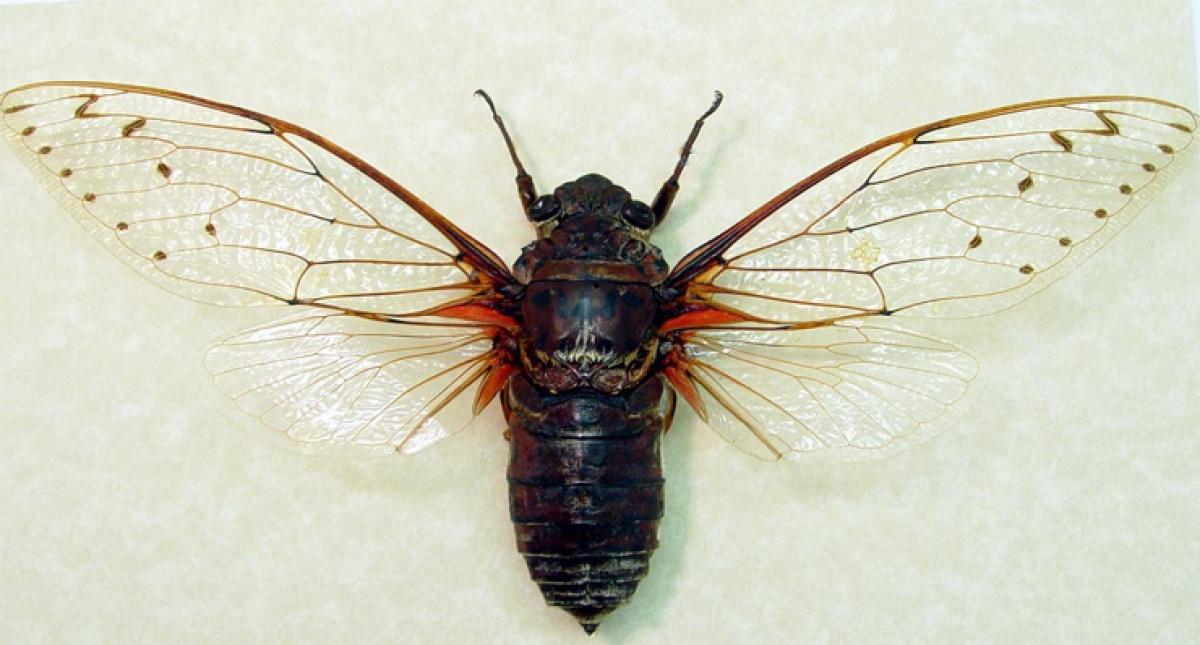 People who wakeup during appraisal? HR insight from Cicada insect