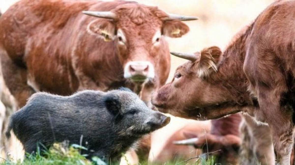 Herd of cattle in Germany adopts wild pig