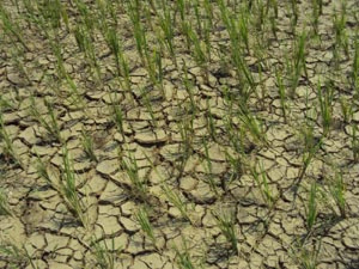 Vizianagaram farmers staring at drought  