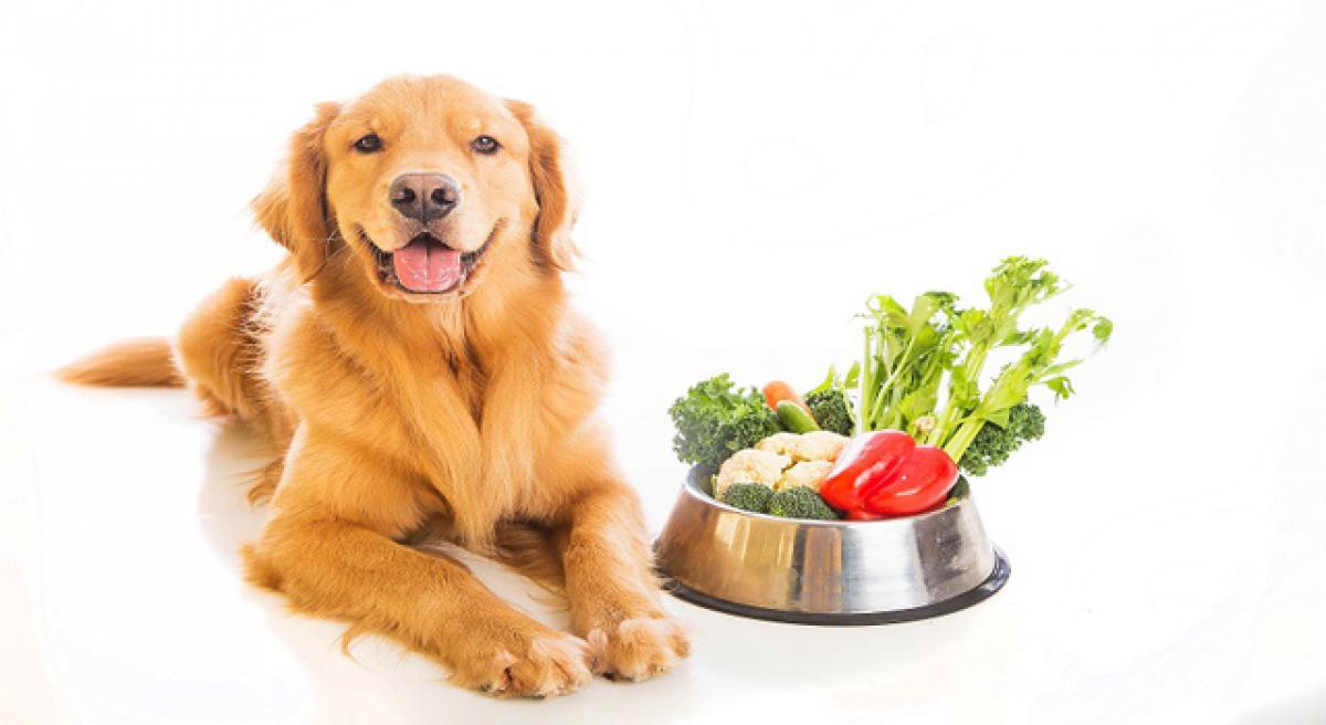 Balanced diet for pets