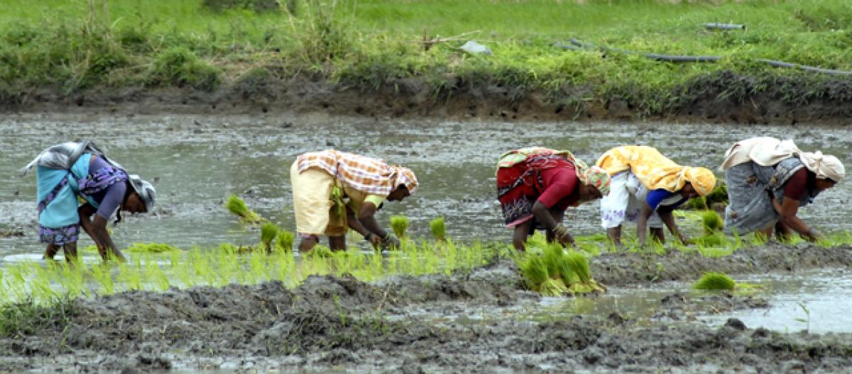 Framing viable strategy for agri sector growth