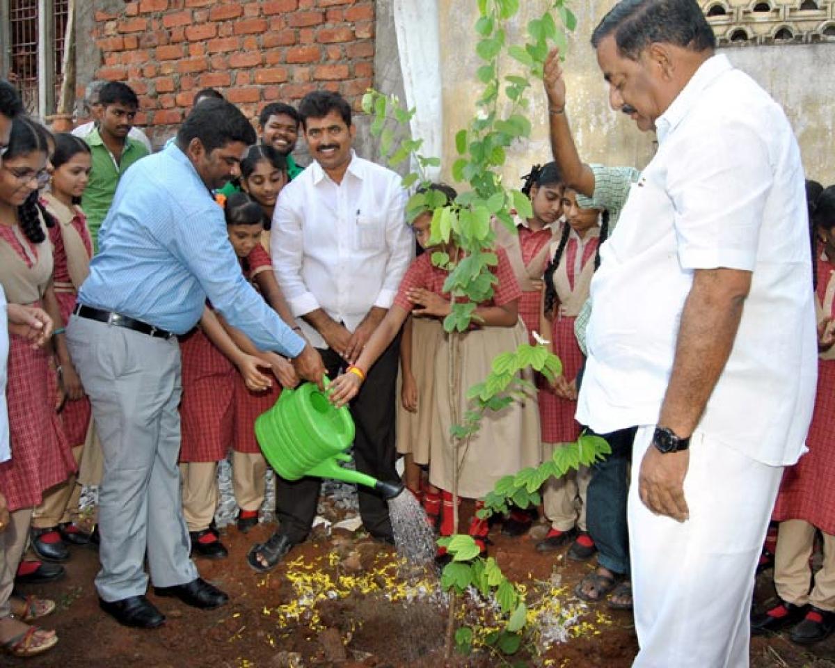 VMC to plant 50,000 saplings
