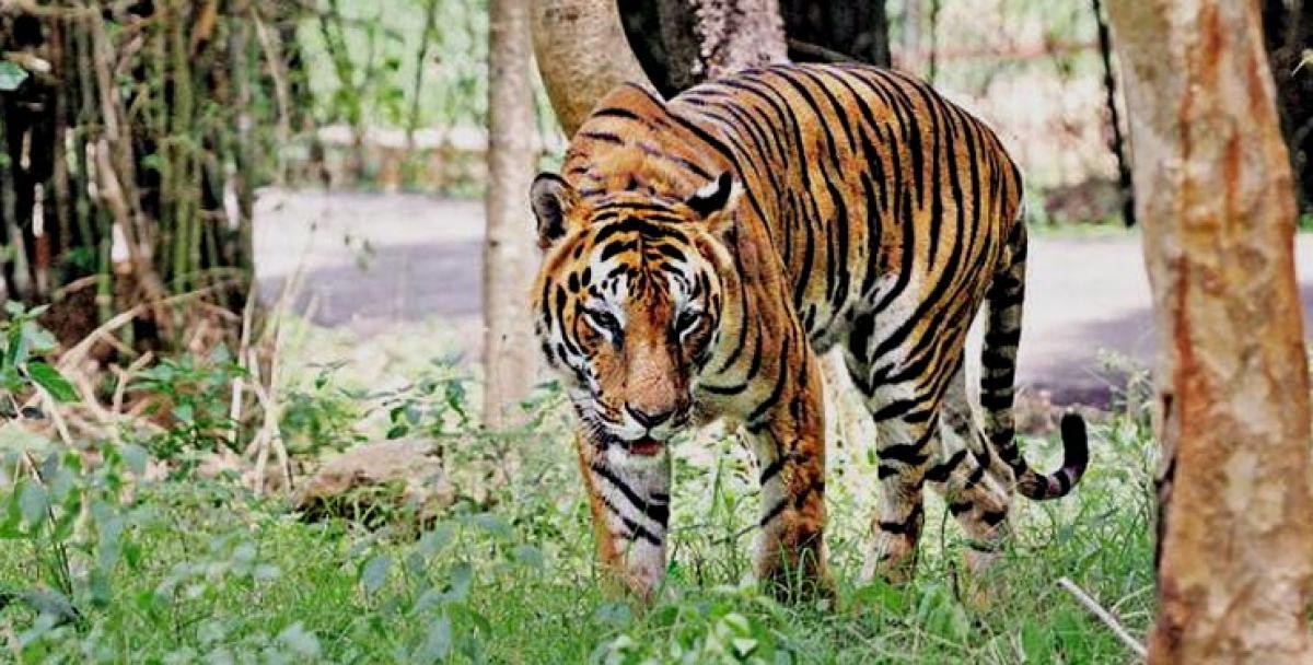 Sunderbans kids to learn tiger conservation; Educate elders
