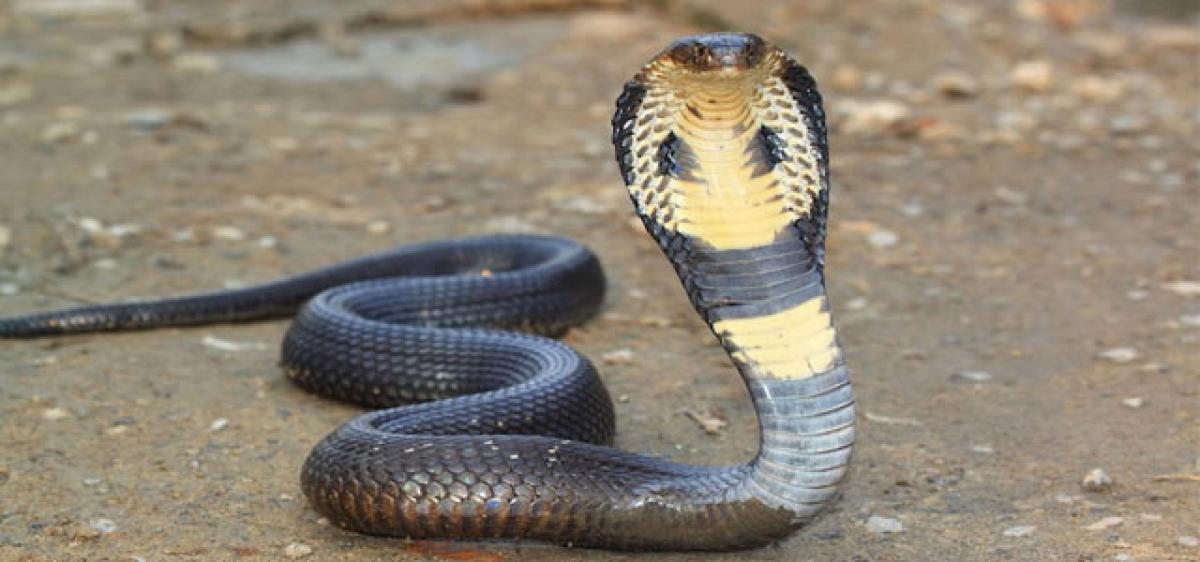 Cobra creates panic at Peddapalli Collectorate