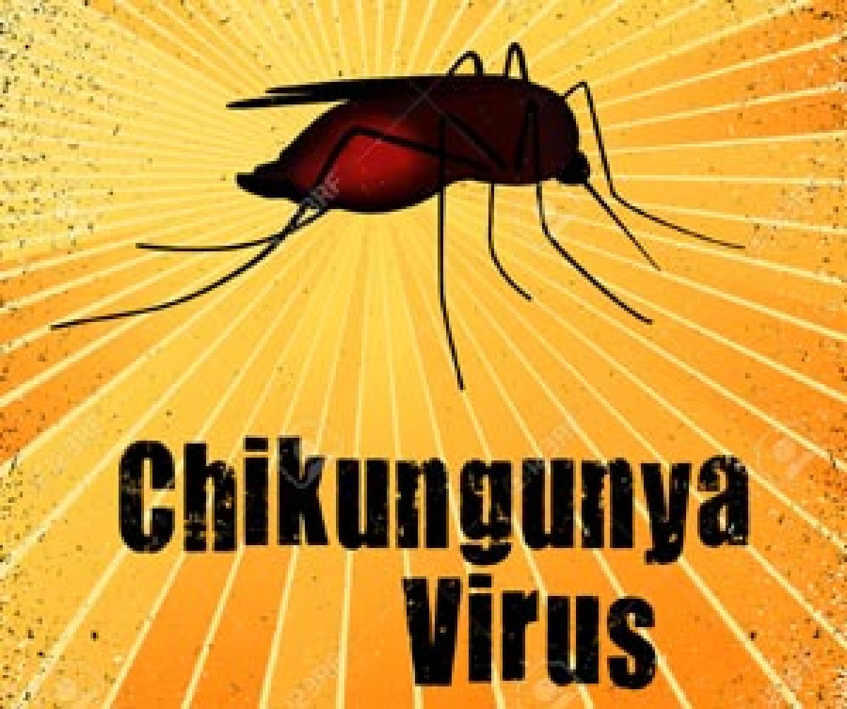 Chikungunya virus remains active across generations