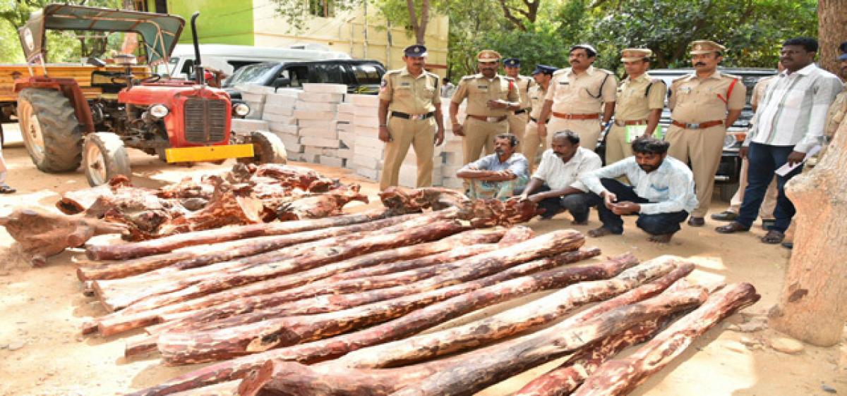 28 red sanders logs seized;  three smugglers arrested