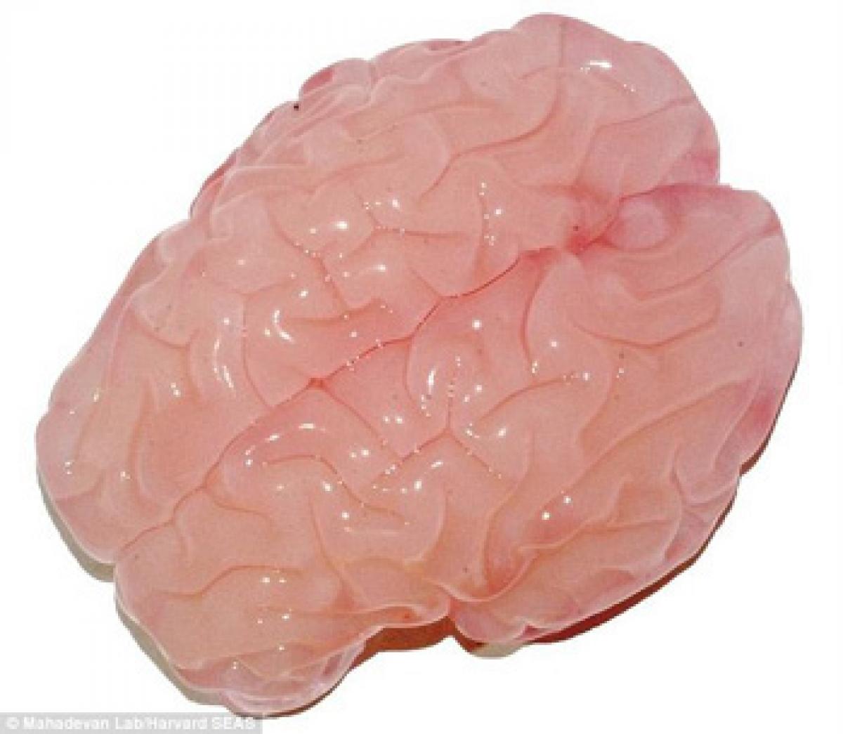 Scientists replicate folding human brain in 3D in lab