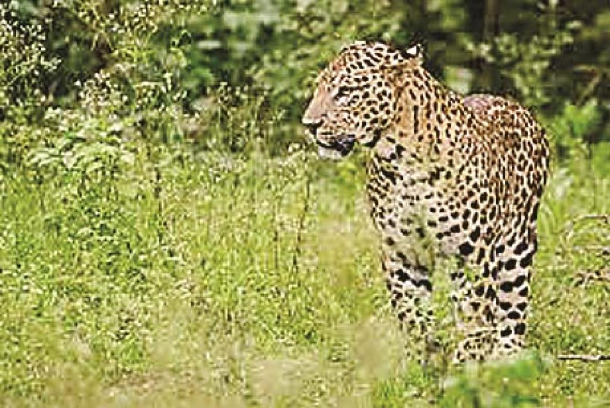 Leopards giving sleepless nights to villagers
