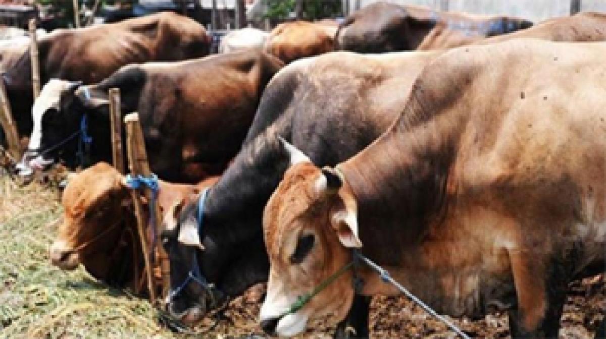 Maharashtra farmers hit hard by cattle sale ban