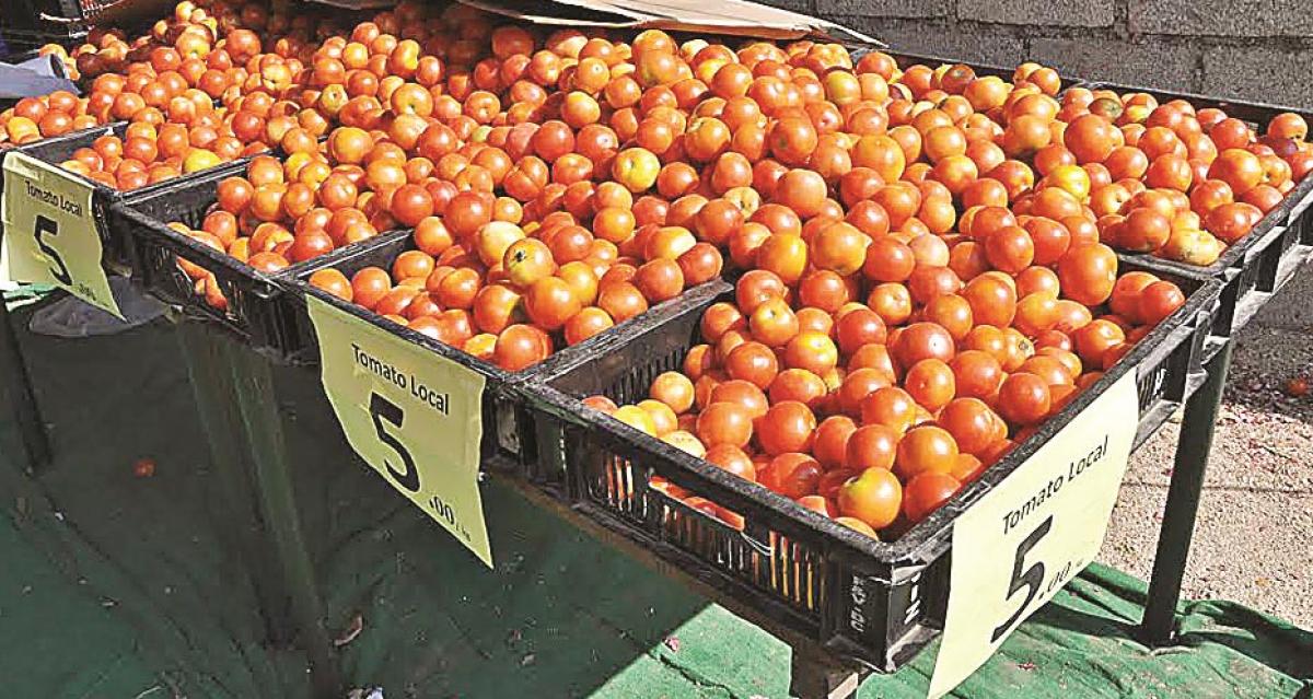 Farmers in tears as tomato prices crash