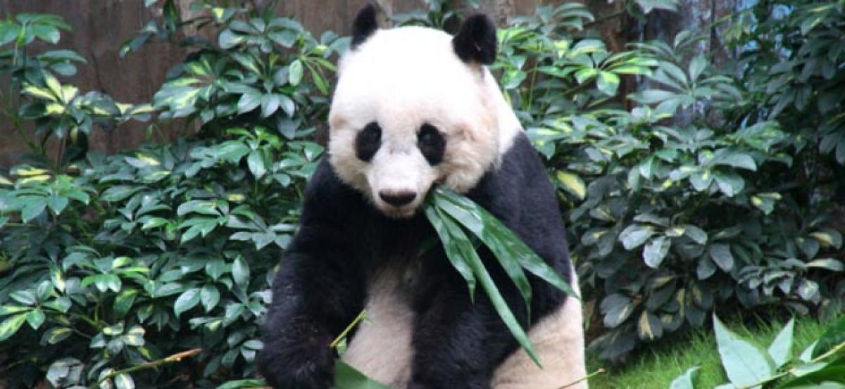 Worlds oldest giant panda Jia Jia dead at 38