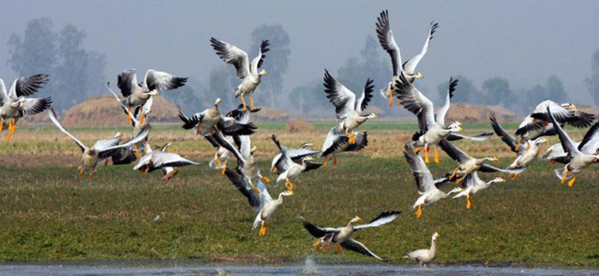 Rising temperature due to Global warming drives birds away from Kashmir