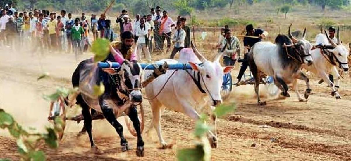 PETA to challenge legislation to resume bullock cart races