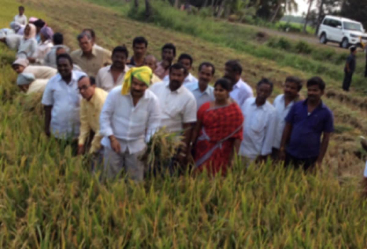 Bandaru takes part in farming works