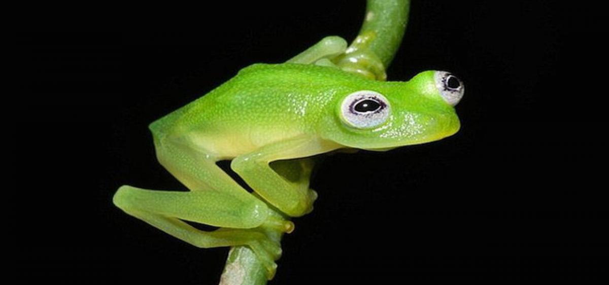 New frog species discovered in Australia