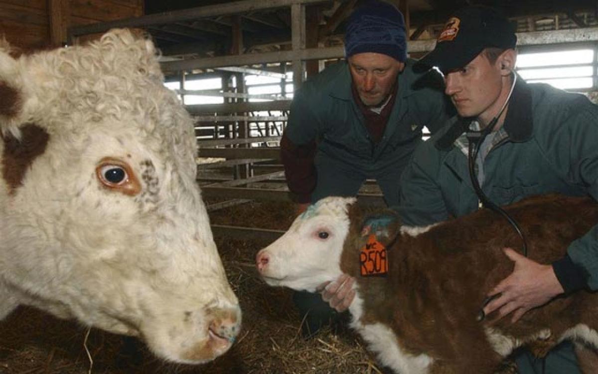 New cattle virus officially named influenza D