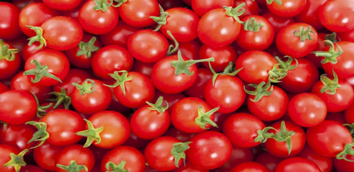 Tomato waste can generate electricity