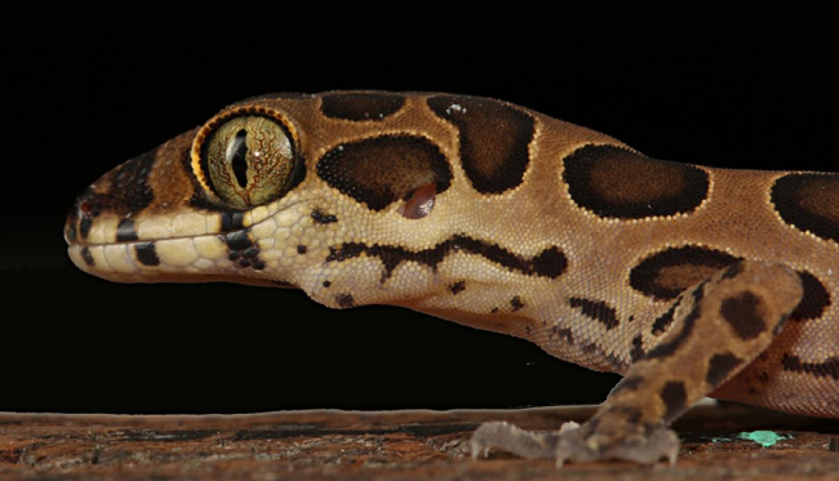 Discovered New lizard species named after Indian scientist