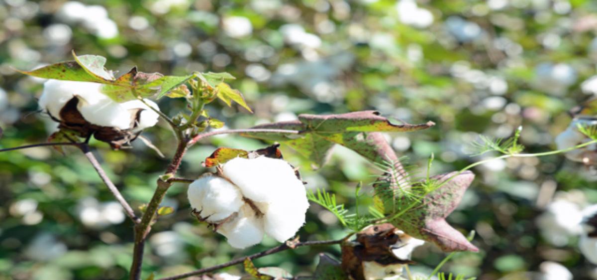Cotton farmers seek fair deal at least this year