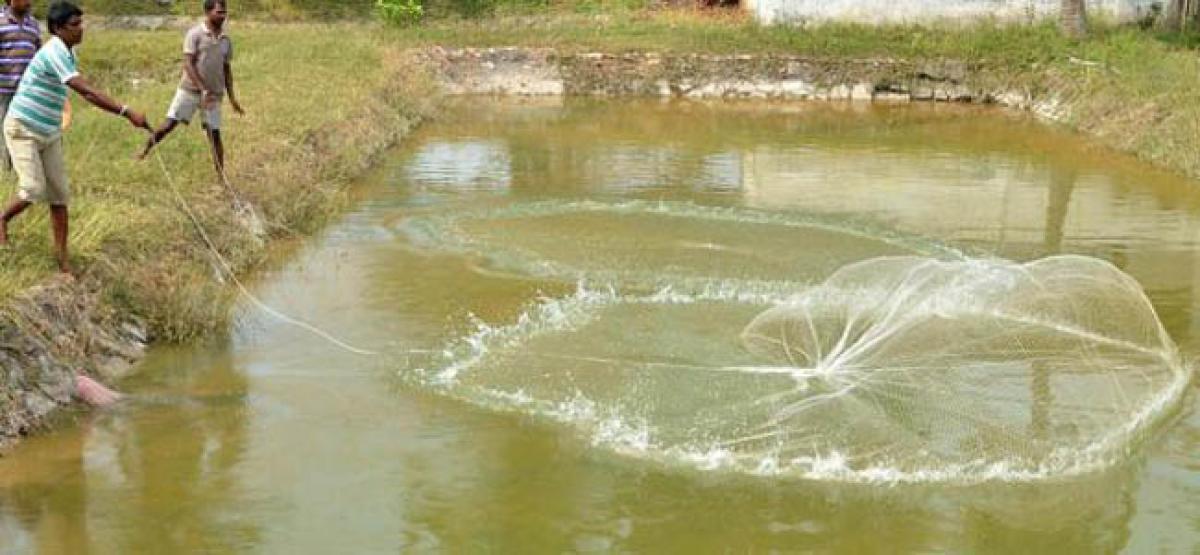 Fisheries in Bangaru Telangana