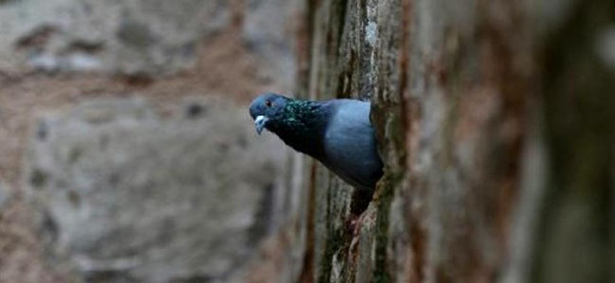 Police detain pigeon with threatening note to Indian prime minister