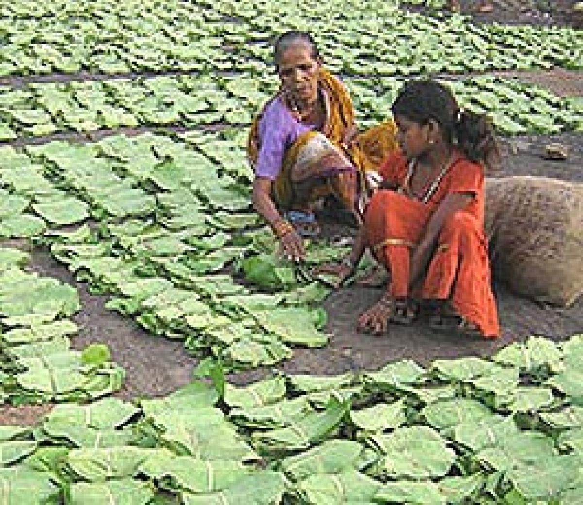Tendu leaf collectors demand wage hike