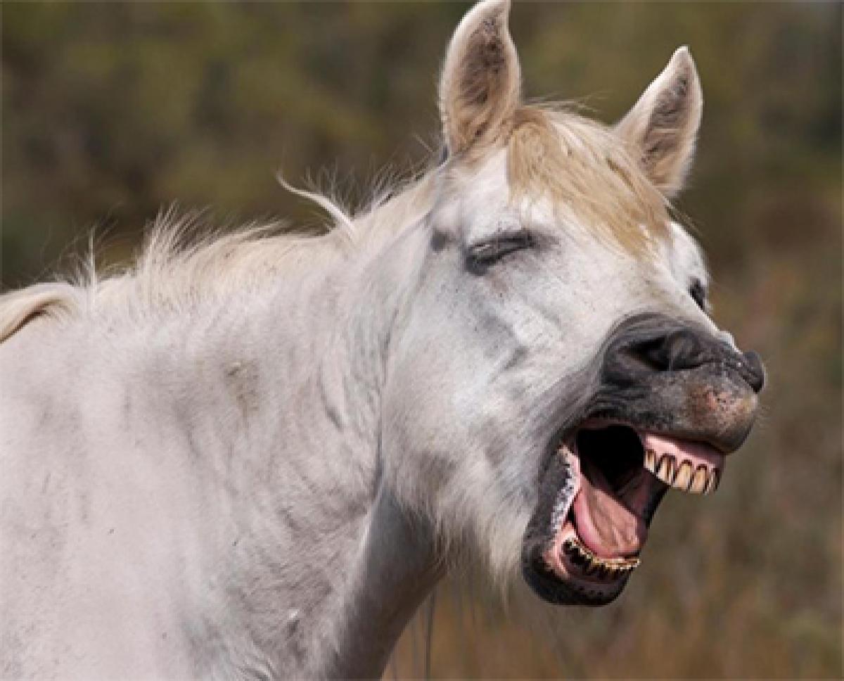 Horses make facial expressions like humans