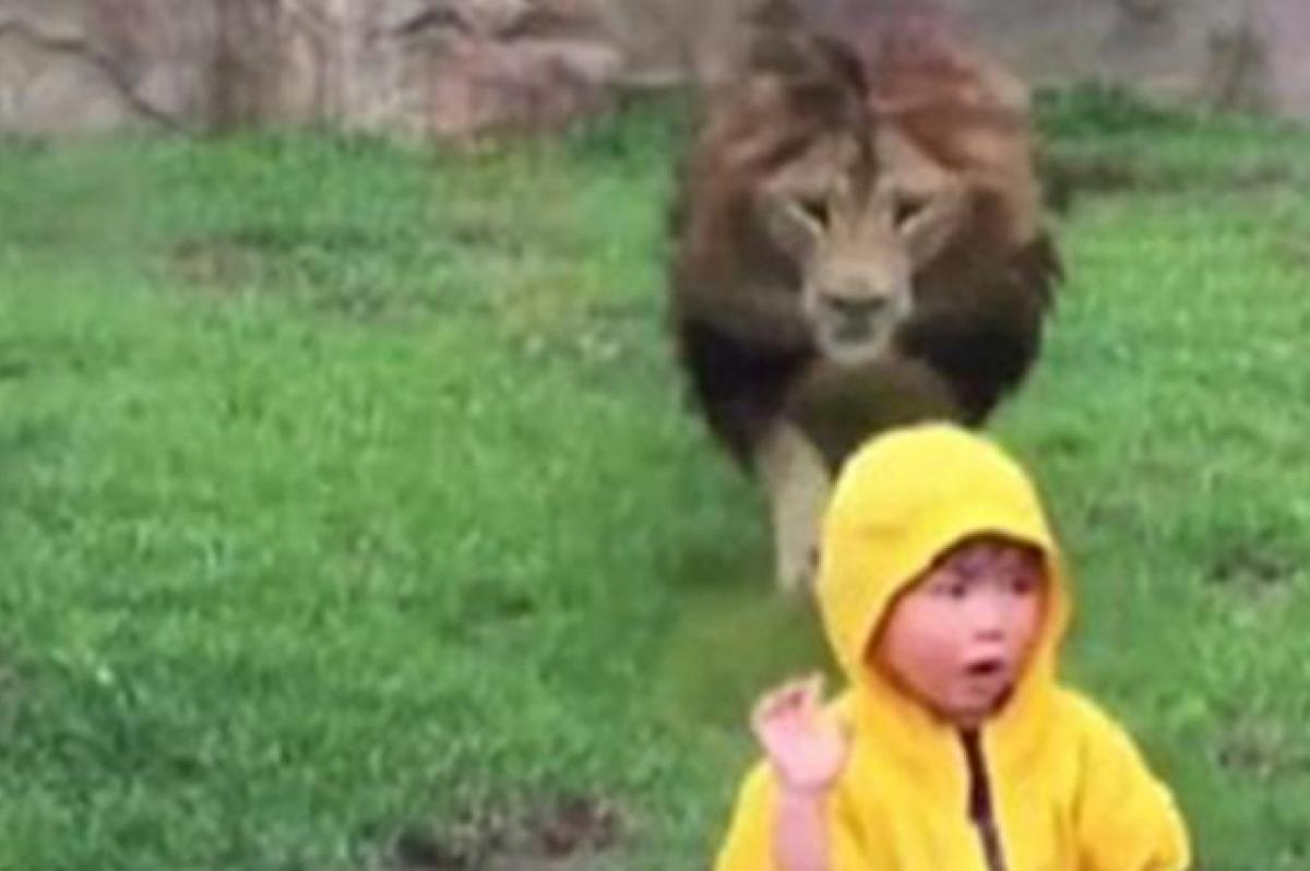 Watch: Lion charges at toddler