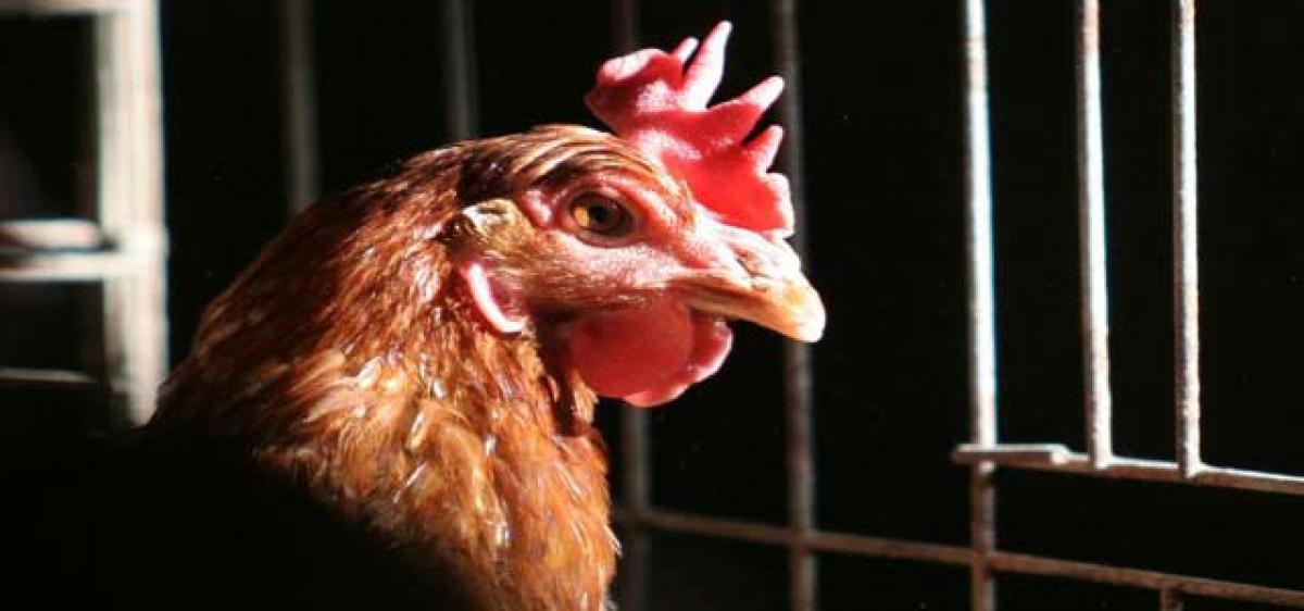 Chicken spreading superbugs