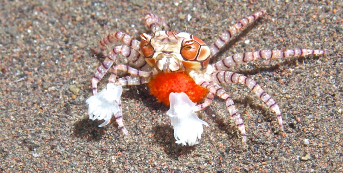 How many ‘Pom-Pom’ Crabs are there in your corporate?