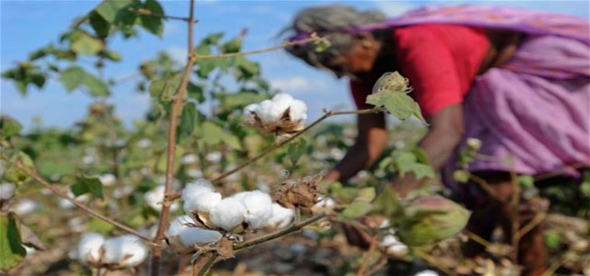 Cotton growers in shatters as gray moth wreaks havoc
