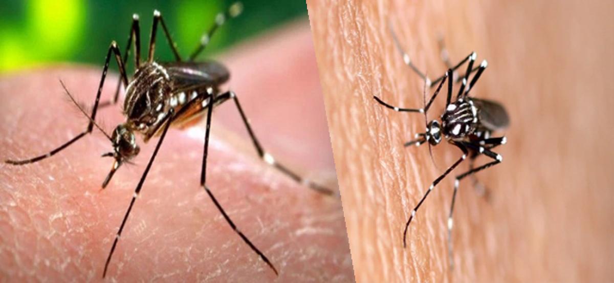 Global scientific community to share data on Zika virus