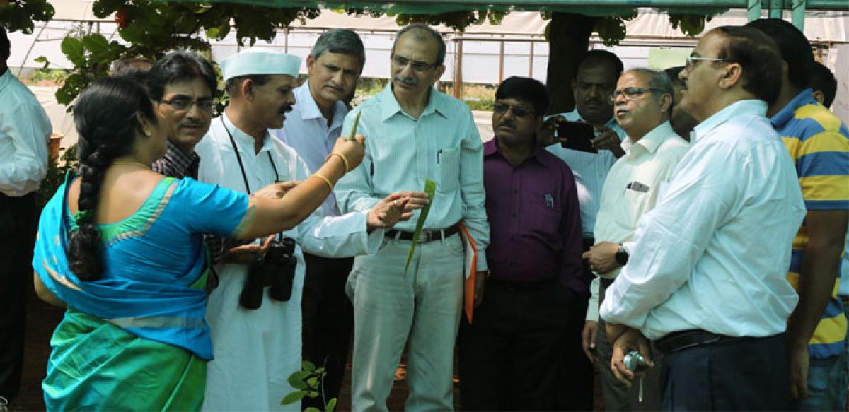 NTPC takes up plantation of medicinal, aromatic trees