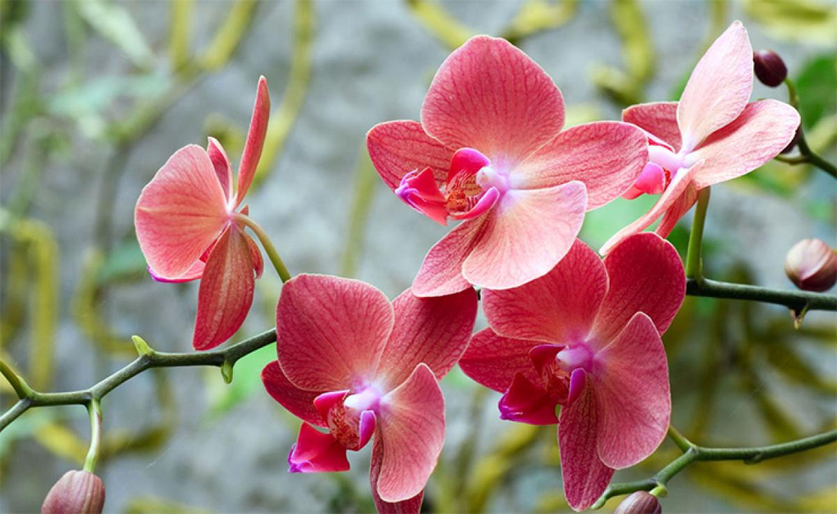 Orchids join endangered species list