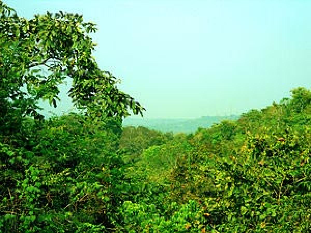 Centre urged to constitute Institute of Forests