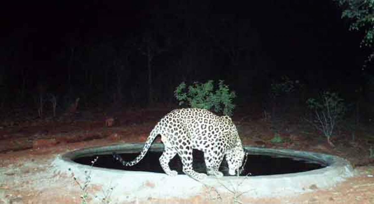 More leopards in Nalgonda forest