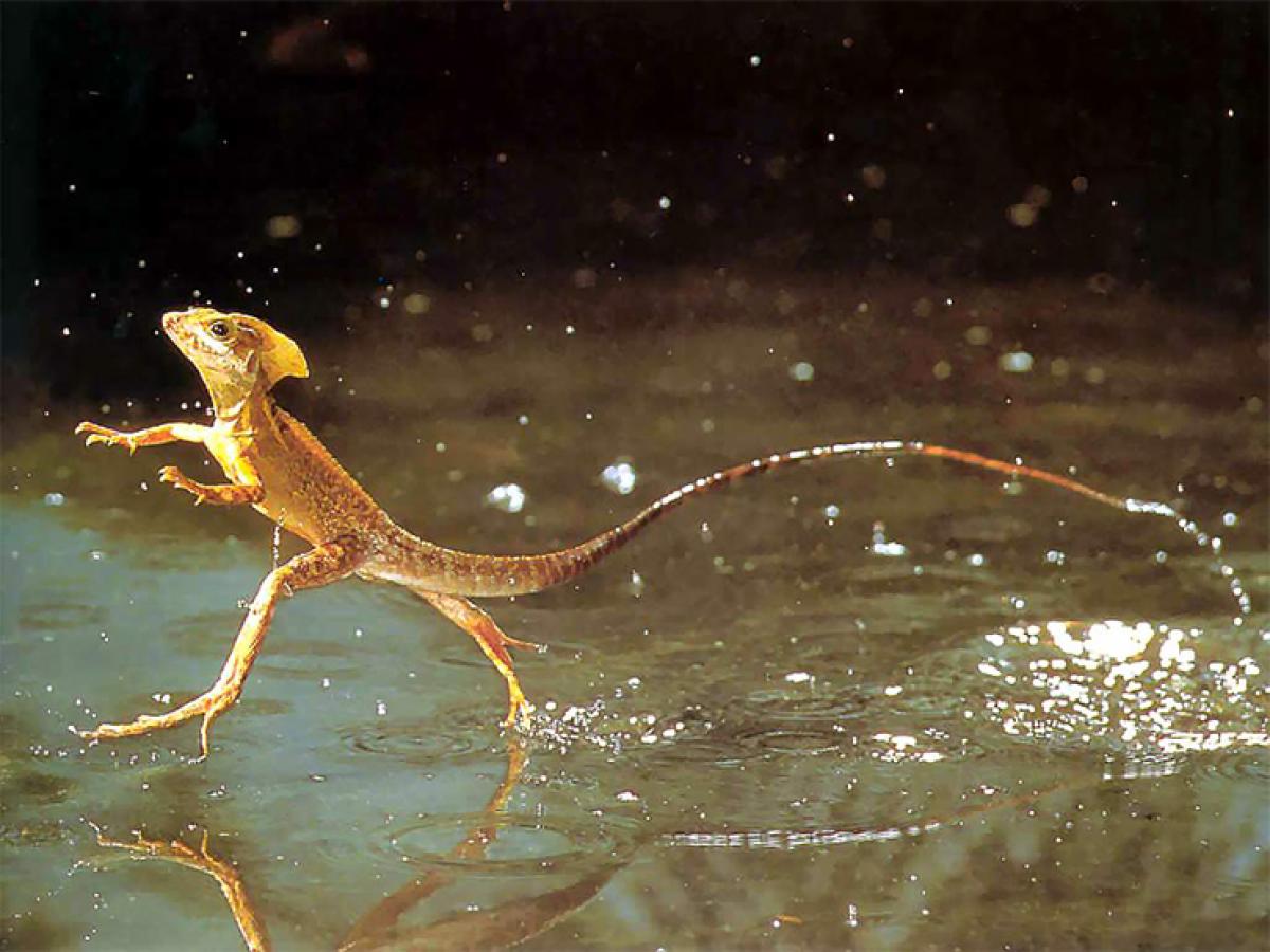 Jesus lizard walked on water 48 million years ago