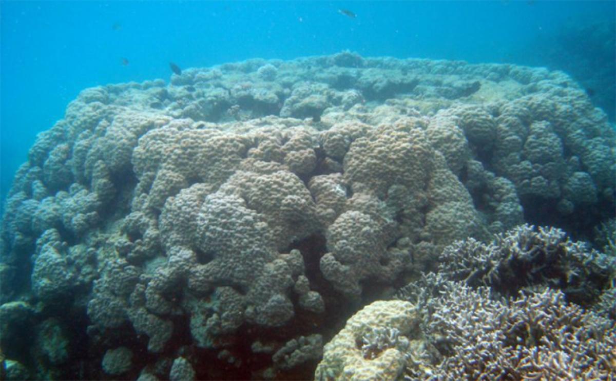 Pacific reef growth can match rising sea