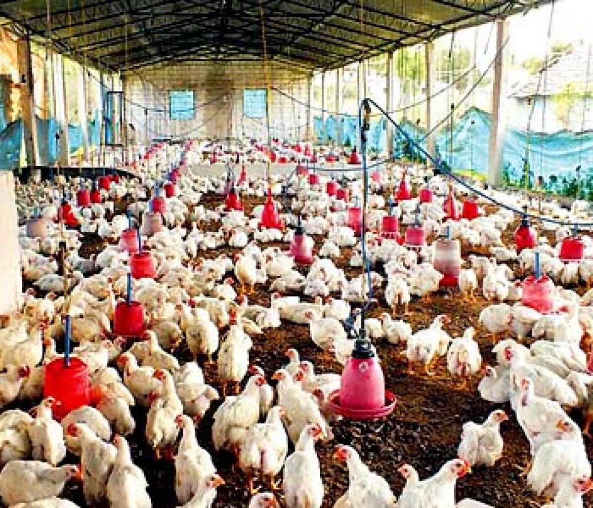 Drought-hit farmers switching to poultry