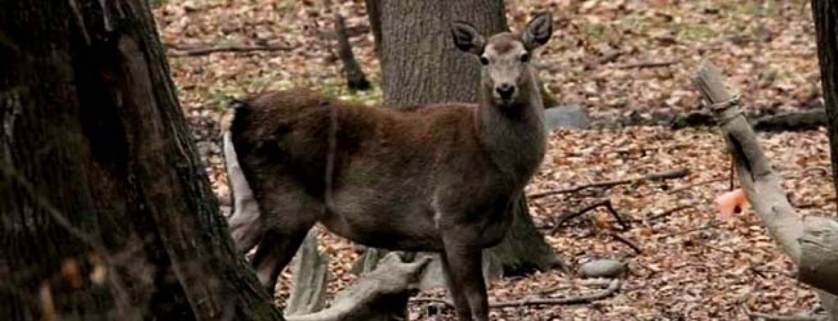Endangered: Kashmirs rare deer Hangul on the verge of extinction