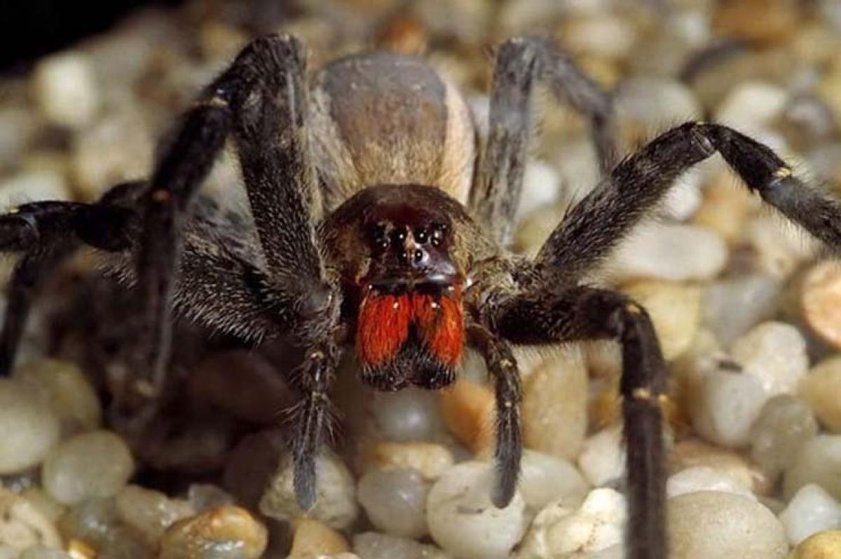 Why danger is unknown? Learn your HR message from Brazilian   wandering spider