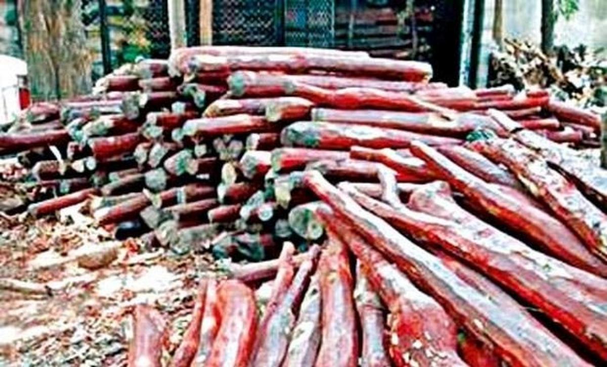 43 red sanders logs worth 15 lakh seized