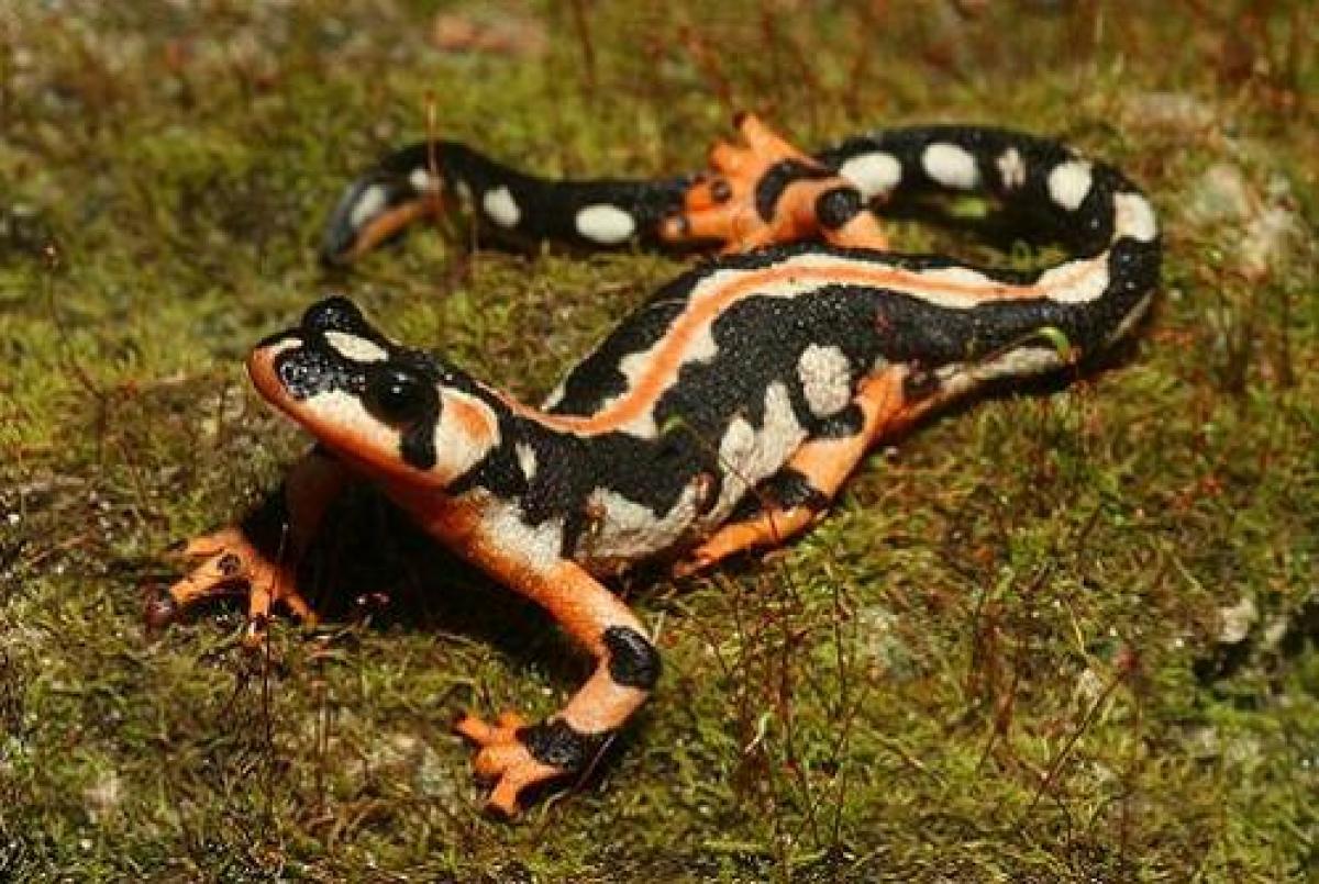 Know only if you are willing to act – Salamander to HR