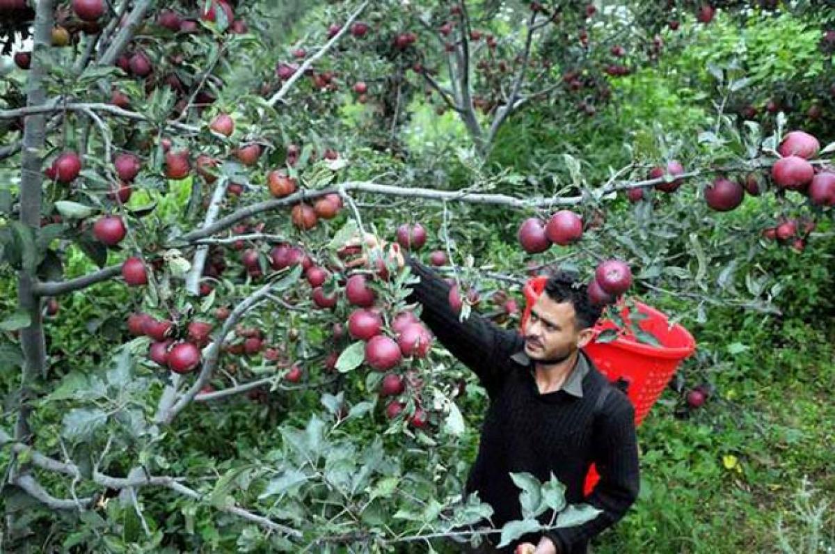 Affected by hail, Himachal apples await better days