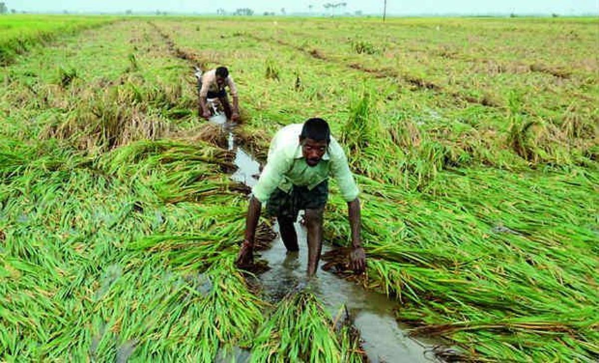 Agrarian distress drove thousands of farmers to suicide